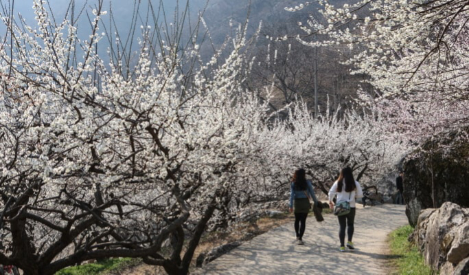Spring Special: Gwangyang Plum Blossom (Maehwa) Festival & Jeonju Hanok Village 1 Day Tour - from Seoul (Mar 10~21)